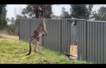damn kangaroos