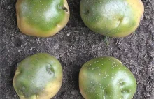 Wystrzegajcie się zielonych ziemniaków, czyli rzecz o solaninie i chakoninie