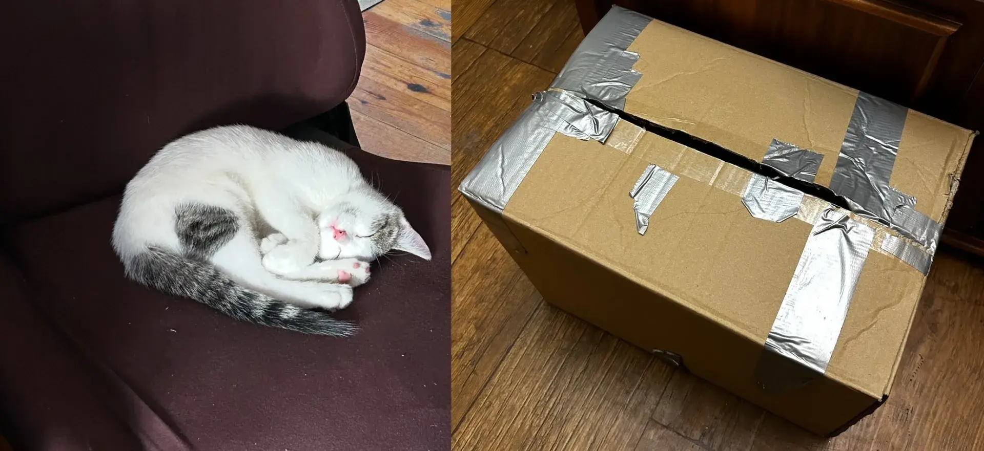 Zapakował kota w karton, zakleił i wyrzucił do śmieci. Trwają poszukiwania