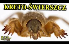 Ryjący Mega Owad - TURKUĆ PODJADEK