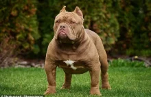 XL Bully - psy "mutanty" zostaną zakazane w UK