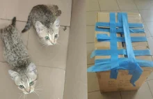 Uratował dwa kocięta zamknięte w kartonie. Przeszedł 6 kilometrów, by ocalić