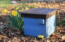 Czy na działce ROD można hodować pszczoły?
