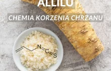 Izotiocyjanian Allilu chemia korzenia chrzanu. Tomasz Kubowicz