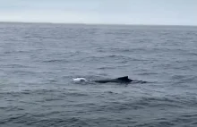 Wieloryb w Bałtyku na filmie mieszkańca Gdyni [VIDEO]