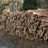 Rzeź karpackich olbrzymów. Leśnicy wycinają 300-letnie drzewa
