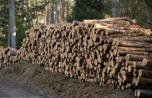 Rzeź karpackich olbrzymów. Leśnicy wycinają 300-letnie drzewa