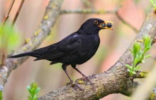 Jak samce kosa tworzą samicom krajobraz strachu