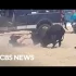 Kobieta zaatakowana przez byka na plaży, mimo ostrzeżeń