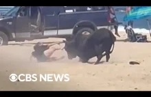 Kobieta zaatakowana przez byka na plaży, mimo ostrzeżeń