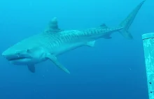 Hawaje: Ekipa filmowa Netflixa zaatakowana przez rekiny