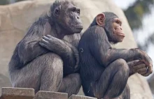 Szympansy zachowują zdolność uczenia się nowych umiejętności przez całe życie