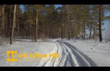 Klimatyczny spacer po śnieżnym zimowym lesie