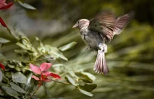 Co się stało z wróblami? Teorii jest kilka, a konsekwencje mogą być straszne