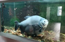 Pękło akwarium z najstarszą piranią w Polsce, 40-letnia kasia ma się dobrze.