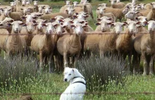 Samce alfa i testy DNA, czyli jesteśmy owcami do strzyżenia
