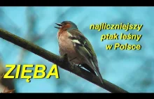 Zięba (Fringilla coelebs) - najliczniejszy ptak leśny w Polsce