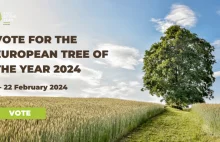 Europejskie drzewo roku 2024