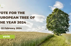 Europejskie drzewo roku 2024