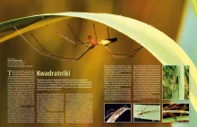 Kwadratniki - jedyne polskie pająki wręczające samicy prezent przed kopulacją