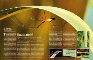 Kwadratniki - jedyne polskie pająki wręczające samicy prezent przed kopulacją