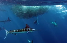 Marlin zmienia kolor przed atakiem, by ostrzec współtowarzyszy polowania