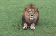 Jak lew ostrzy sobie pazurki