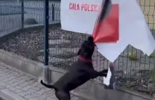 Pies zrywa plakaty Trzaskowskiego.