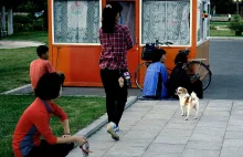Korea Północna zakazuje trzymania psów jako zwierzęt domowych - chyba że ...