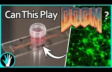 Hodowanie neuronów do gry w Doom