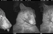 USA. Niedźwiedź odkrył fotopułapkę w parku. Zrobił sobie 400 zdjęć | Wia
