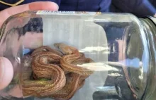 Warszawa: Wąż dostał się do mieszkania i zasnął na łóżku