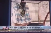 Z zoo uciekły małpki