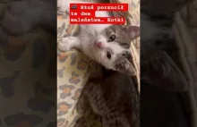 Ktoś porzucił te dwa maleństwa. Pomóż mi wybrać imię dla kotków.