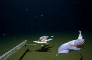 Zarejestrowali na wideo rybę ponad 8 km pod powierzchnią wody
