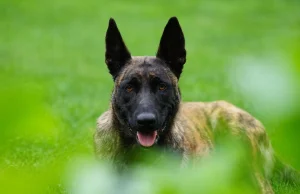 Radna chce zakazu wyprowadzania psów bez smyczy w Warszawie