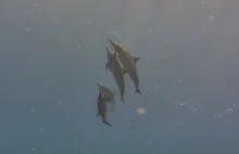 Egipt, nurkowanie, delfiny ale nie tylko :)