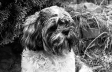 Zabicie psa ze szczególnym okrucieństwem w Malczycach
