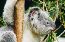 Koala może wymrzeć z powodu chlamydii