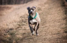 Dwa amstaffy wyskoczyły z samochodu. Zaatakowały babcię z niemowlęciem