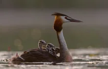 Powrót ptaków na jeziora [film dokumentalny]