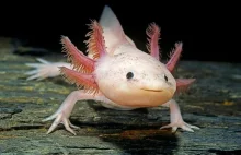 Meksykanie chcą ocalić wyjątkowe zwierzę