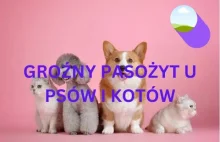 Aż 60% psów i kotów może mieć niebezpiecznego dla ludzi pasożyta...