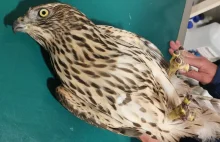 Gołębiarze w akcji! Zmasakrowali jastrzębia