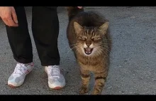 Najszybciej miauczący kot atakuje