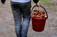 Mandat za grzybobranie. W tych miejscach koszyk może słono kosztować