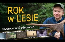 Rok w lesie - kuny, wilki, łosie i inne galasy - miesiąc po miesiącu!