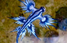 Niebieski smok w Hiszpanii. Władze zakazują kąpieli.