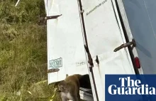 USA: wypadek ciężarówki przewożącej z laboratorium małpy zarażone chorobamiowym.