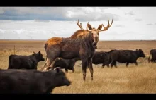 Jeśli kiedykolwiek potrzebowałeś perspektywy, jak duże są łosie